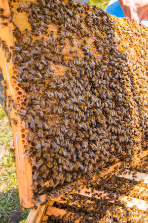 beekeeper holds frame with sealed brood. man in protective suit works on apiary. Occupation in...