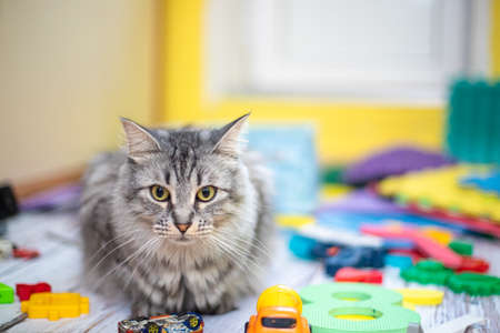 Gray cat among children's toys. A beautiful cat at home sits opposite the yellow wall.の写真素材
