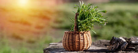Galium aparine cleavers, in basket on wooden table. plant is used in ayurveda and traditional medicine for poultice. grip grass Plant stalks close-up In spring.の写真素材