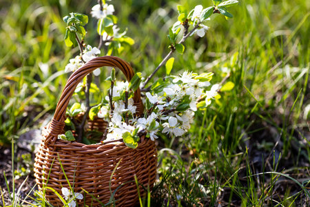 Still life of cherry in basket against sky. bouquet flowers on background of green grass. Background...