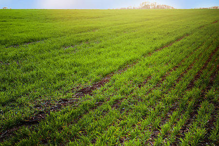 Young wheat seedlings growing on field in black soil. Spring green wheat grows in soil. Close up on...