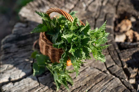 Fresh nettles on stump in woods. Basket with freshly harvested nettle plant. Urtica dioica, often called common nettle, stinging nettle, or nettle leaf. first spring vitamins. Ingredient of vitamin salad.の写真素材
