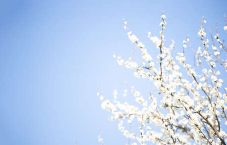 Branches of cherry with white flowers on sunny day on blue sky background in spring time. Soft focusの写真素材