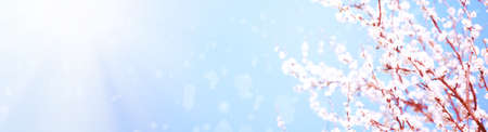 Spring border or background art with pink blossom. nature scene with blooming tree and sun flare. Easter Sunny day. Blured. Soft focus.の写真素材