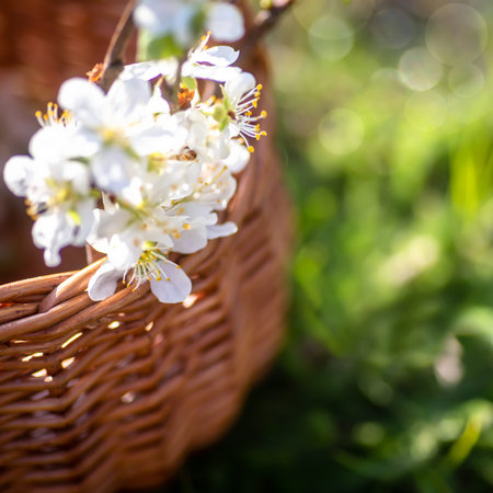 Basket with branches of white cherry blossoms on bright green meadow, Copy space. March 8 or Valentine's Dayの写真素材