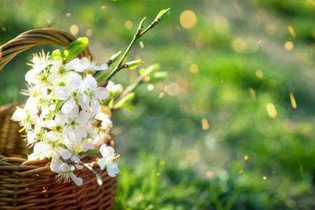 Basket with branches of white cherry blossoms on bright green meadow, Copy space. March 8 or Valentine's Dayの写真素材
