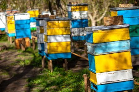 Blossoming garden with apiary. Bees spring under the flowering trees of apple trees. Red tulips on...