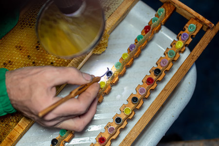 Honey Bee (Apis mellifera) larva taken out of honeycomb to be used for artificial breeding. Tool for picking larvae from honeycombs on frame. Honeybee Queen Grafting from Larvae into DIY Queen Cups.の写真素材