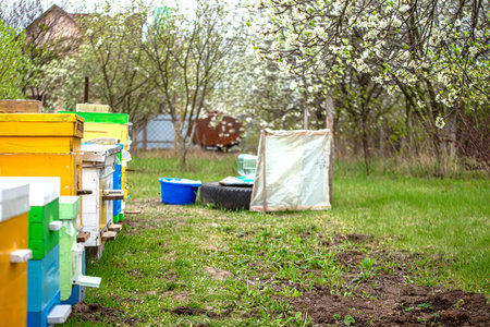 Blossoming garden with apiary. Bees spring under the flowering trees of apple trees. Red tulips on the background of hives. Soft focus.の写真素材