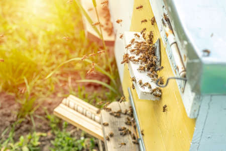Background with beehives. Beehives with honey bees on green grass. bees come back from honey collection and fly into beehives entrance.の写真素材