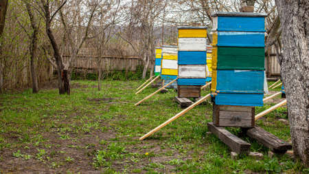 Sideboards near beehives entrance., to help fallen bees get into hive. Preparing apiary for springの写真素材