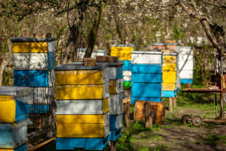 Blossoming garden with apiary. Bees spring under the flowering trees of apple trees. Red tulips on the background of hives.の写真素材