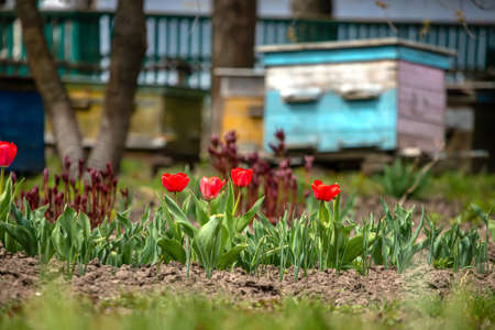 Flowering tulips on the background of hives. Bees spring under the flowering trees of apple trees. Red tulips on the background of hives.の写真素材