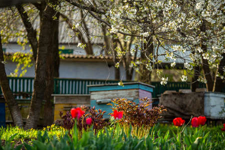 Blossoming garden with apiary. Bees spring under the flowering trees of apple trees. Red tulips on the background of hives.の写真素材