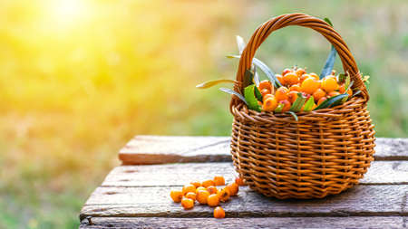 Yellow berries Hippophae and leaves. basket of sea buckthorns. Harvest sallowthorn. Collecting ripe berries seaberry for preparation of medicinal plants and cooking infusions and sandthorn tea.の写真素材