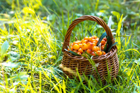 basket of sea buckthorns. in grass during training camp in Environmentally clean place. Vitamins for vegetarians and vegansの写真素材