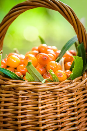 Yellow berries Hippophae and leaves. basket of sea buckthorns. argousier fruit, alternative medicine preparation. ingredients for cocktail recipe with seaberries and honey. Soft focusの写真素材
