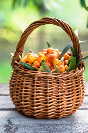 Yellow berries Hippophae and leaves. basket of sea buckthorns. argousier fruit, alternative medicine preparationの写真素材
