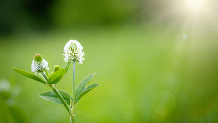 Trifolium montanum, mountain clover meadow in summer. Collecting medicinal herbs for non-traditional medicine. Soft focusの写真素材