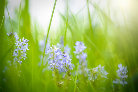 eronica austriaca, Austrian speedwell purple small flowers in meadow in summer. Blossoming against...
