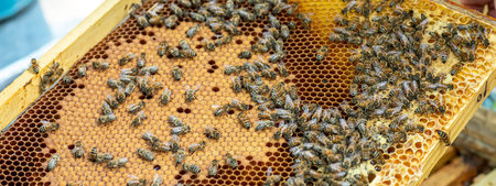 Bees on the honeycomb, background. Honey cell with bees. Apiculture. Apiary. Wooden beehive and...
