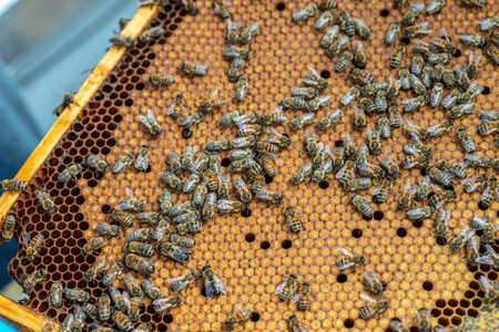 Bees on the honeycomb, background. Honey cell with bees. Apiculture. Apiary. Wooden beehive and...