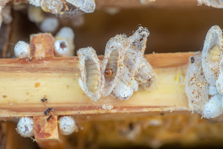 Fully-grown larvae form cocoons in comb debris, attached to frame or hive body. Larvae chew cavities...