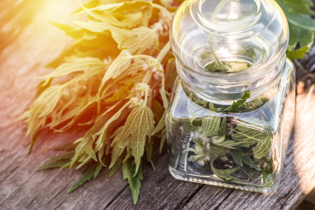 Leonurus cardiaca, motherwort, throw-wort, lion's ear, lion's tail medicinal plant. Transparent glass jar with condemned herbal. Ingredient for cosmetology and non-traditional medicine.の写真素材