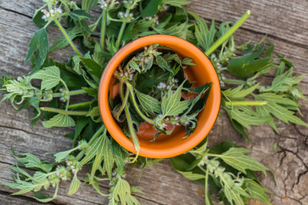 Leonurus cardiaca, motherwort, throw-wort, lion's ear, lion's tail medicinal plant. Ingredient for cosmetology and non-traditional medicine. Blooming in summer.の写真素材