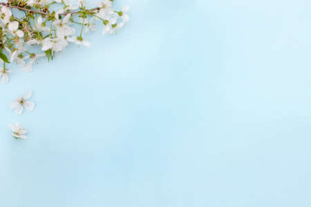 Spring background with cherry blossom on blue desktop, top view, frame. Flat layの写真素材