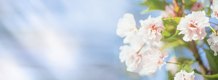 Spring border or background art with pink blossom. Pink cherry blossoms against the blue sky....