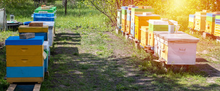 Colorful wooden and plastic hives against blue sky in summer. Apiary standing in yard on grass. Cold...