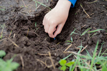 Hands of farmer growing and nurturing plant seeds of carrots in garden bed. Sowing seeds in spring for ecological farming. Growing vegetables for healthy eating. Earth day concept.の写真素材