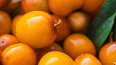 Yellow berries Hippophae close up. Macro. seaberry for preparation of medicinal plants and cooking infusions and sandthorn tea. Soft focusの写真素材