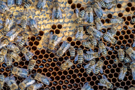 Drones on a wax frame surrounded by bee colonies. Beekeeping. Growing drones to select sperm....