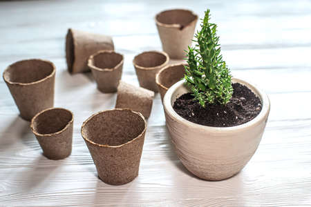 empty peat pots and transplanted into new ceramic white pot of succulent. on wooden white table. seed tanks for home gardening. Spring planting work.の写真素材