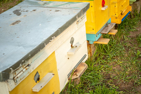 Colorful wooden and plastic hives against blue sky in summer. Apiary standing in yard on grass. Cold...
