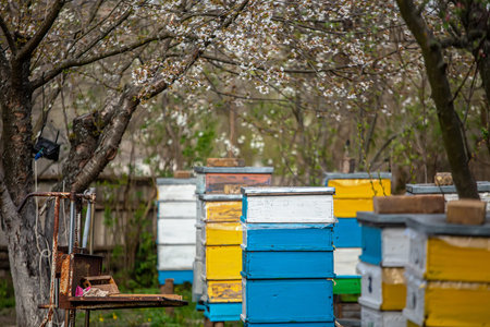 Blossoming garden with apiary. Bees spring under the flowering trees of apple trees. Red tulips on...