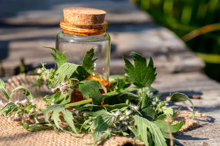 Leonurus cardiaca, motherwort, throw-wort, lion's ear, lion's tail Medicinal Herb Plant with Distilled Essential Oil Extract and Infusion in a Glass Jug. Also Equisetum Arvense.の写真素材