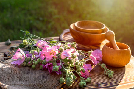 Malva alcea, greater musk-mallow, cut-leaved mallow, vervain mallow or hollyhock mallow fresh flowers collected in meadow. collect herbs for preparation of tincture. mortar to rub flowers. Soft focusの写真素材
