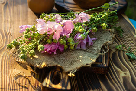 Malva alcea, greater musk-mallow, cut-leaved mallow, vervain mallow or hollyhock mallow fresh flowers collected in meadow. collect herbs for preparation of tincture. mortar to rub flowers. Soft focusの写真素材