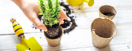 repotting plant at home. Hobbies and leisure, home gardening, succulent, urban jungle in apartment. transplanting houseplant at homeの写真素材