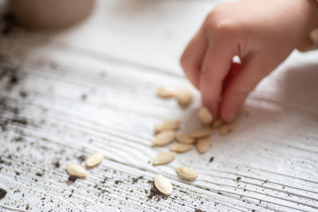 Scattered on a wooden table seed zucchini. Choosing quality seeds for planting.