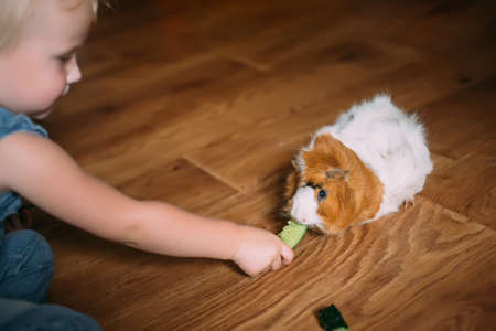 Small girl feeds guinea pig out of hands. manual animal eats cucumber from human hands. child takes care and plays with pet. Feeding pets with natural food. Real life at home. Soft focusの写真素材