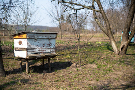 Beehive Spring Management. Beekeeper inspecting bee hive and prepares apiary for summer season. The...
