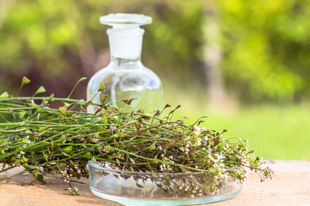 Bunch of shepherds purse, bottle with tincture or elixir for the preparation of non-traditional...