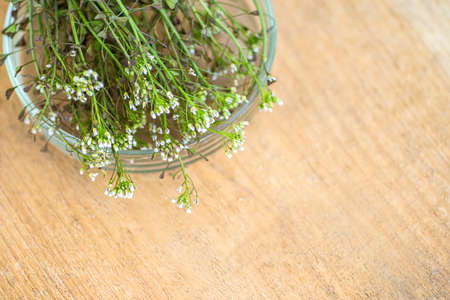 Bunch of shepherds purse, petri dish with cut pieces for tincture or elixir for the preparation of non-traditional medicine of bursa pastoris medicinal herbs. Homeopathy medicine.の写真素材