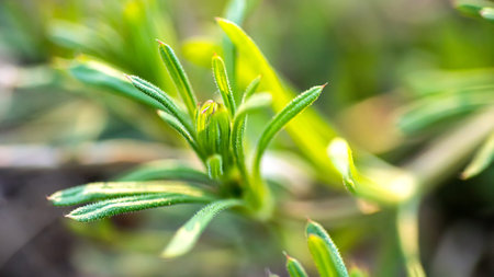 Galium aparine cleavers, clivers, goosegrass, catchweed, stickyweed, robin-run-the-hedge, sticky...