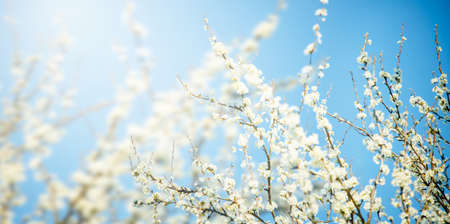 Branches of cherry with white flowers on sunny day on blue sky background in spring time. Soft focusの写真素材