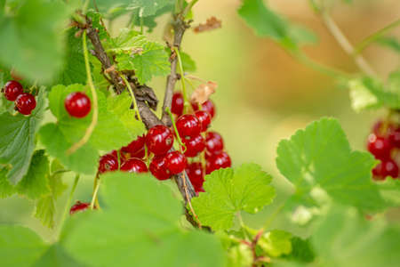 Ripe berries redcurrant, or red currant on bush among leaves. Harvest of healthy natural berries on an environmentally friendly site. Agronomyの写真素材